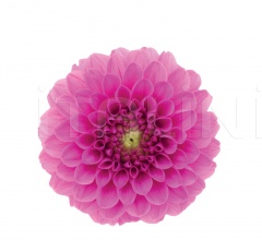 Столик Flower Pot Столик Flower Pot фабрика Potocco