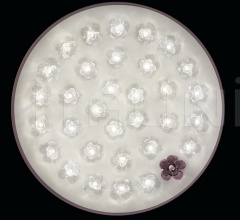 Итальянские Свет - Подвесной светильник New Eden Итальянские Свет - Подвесной светильник New Eden фабрика Barovier&Toso