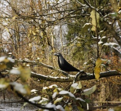 Итальянские Интерьерные декорации - Интерьерная декорация Eames House Bird Итальянские Интерьерные декорации - Интерьерная декорация Eames House Bird фабрика Vitra