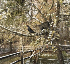 Итальянские Интерьерные декорации - Интерьерная декорация Eames House Bird Итальянские Интерьерные декорации - Интерьерная декорация Eames House Bird фабрика Vitra
