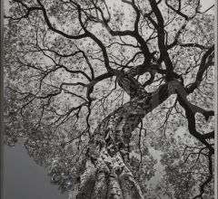 Интерьерная декорация Arbor фабрика IPE Cavalli (Visionnaire)