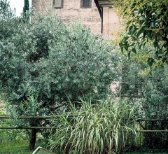 Итальянские Уличные шезлонги - Шезлонг HARP 304 sunlounger Итальянские Уличные шезлонги - Шезлонг HARP 304 sunlounger фабрика Roda