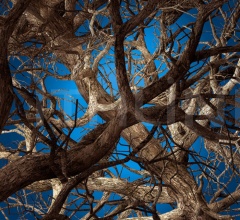 Ковер Liquid Maple Ковер Liquid Maple фабрика Moooi