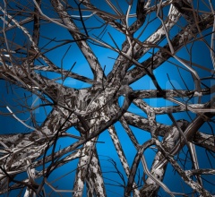 Ковер Liquid Birch Ковер Liquid Birch фабрика Moooi