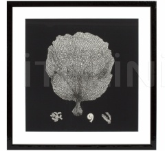 Итальянские Интерьерные декорации - Постер Black & Tan Coral 106545 Итальянские Интерьерные декорации - Постер Black & Tan Coral 106545 фабрика Eichholtz