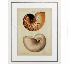 Итальянские Интерьерные декорации - Постер Antique Nautilus 110133 Итальянские Интерьерные декорации - Постер Antique Nautilus 110133 фабрика Eichholtz