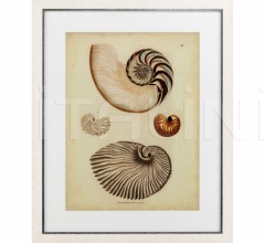 Итальянские Интерьерные декорации - Постер Antique Nautilus 110133 Итальянские Интерьерные декорации - Постер Antique Nautilus 110133 фабрика Eichholtz
