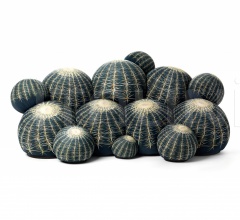 Диван Canape Cactus Диван Canape Cactus фабрика Baleri Italia