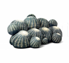 Диван Canape Cactus Диван Canape Cactus фабрика Baleri Italia