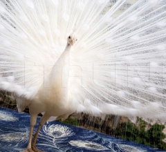 Ковер CASANOVA 2060/B Ковер CASANOVA 2060/B фабрика Sitap